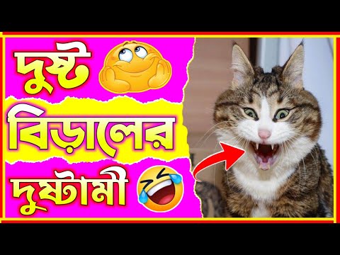 🤣 দুষ্ট বিড়ালের দুষ্টামী😂 Part 6😂 হাস্যকর ঘটনা🤣 Funny Animal Bangla 😆 Funny Video #shorts