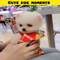 Cute dog moments | Part-16 | funny dog videos in Bengali| #shorts #shortvideo #funny