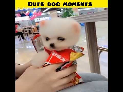 Cute dog moments | Part-16 | funny dog videos in Bengali| #shorts #shortvideo #funny