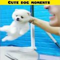 Cute dog moments | Part-18 | funny dog videos in Bengali| #shorts #shortvideo #funny