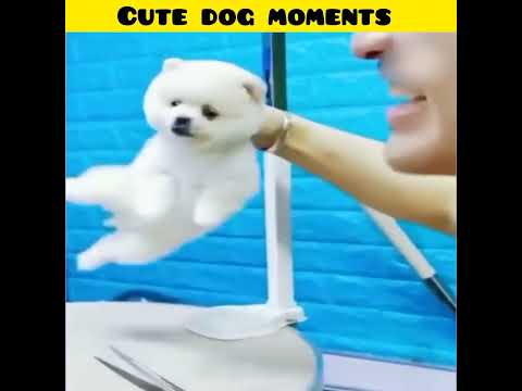 Cute dog moments | Part-18 | funny dog videos in Bengali| #shorts #shortvideo #funny