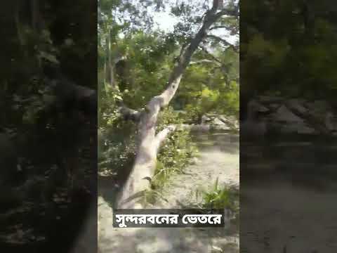 Sundarban Bangladesh #shorts #viral #travel