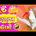 🤣 দুষ্ট বিড়ালের দুষ্টামী😂 Part 8😂 হাস্যকর ঘটনা🤣 Funny Animal Bangla 😆 Funny Video #shorts