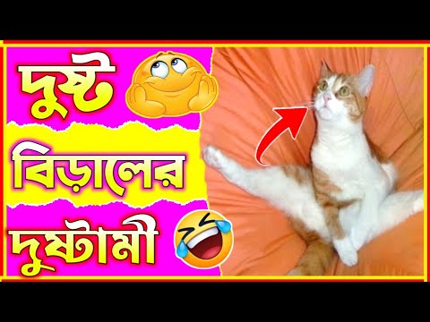 🤣 দুষ্ট বিড়ালের দুষ্টামী😂 Part 8😂 হাস্যকর ঘটনা🤣 Funny Animal Bangla 😆 Funny Video #shorts