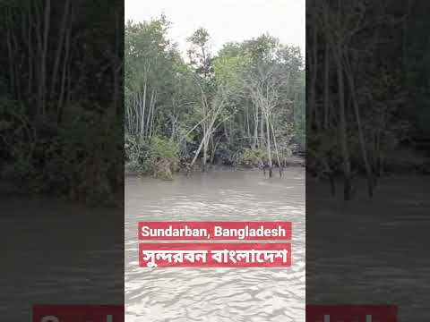 সুন্দরবন বাংলাদেশ।Sundarban, Bangladesh, #sundorban #travel #tourism #bangladesh #vairal #shorts.