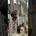 শহরের রাস্তায় কত বানর।Monkey #travel #bangladesh #monkey