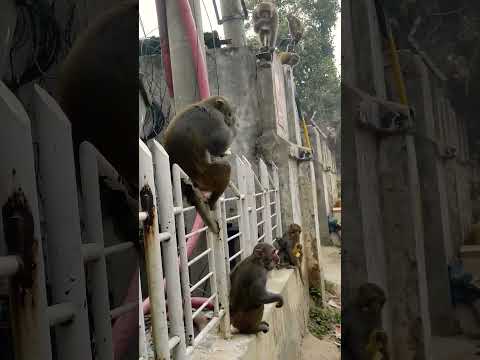 শহরের রাস্তায় কত বানর।Monkey #travel #bangladesh #monkey