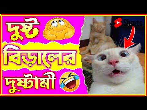 🤣 দুষ্ট বিড়ালের দুষ্টামী😂 Part 9😂 হাস্যকর ঘটনা🤣 Funny Animal Bangla 😆 Funny Video #shorts