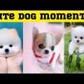 Cute dog moments Compilation Part 5| Funny dog videos in Bengali