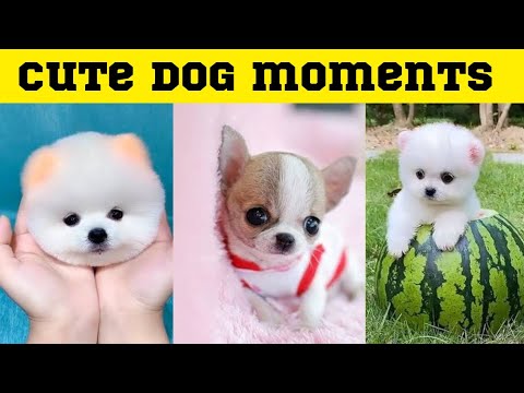 Cute dog moments Compilation Part 5| Funny dog videos in Bengali