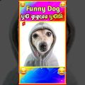 🤣 দুষ্ট কুকুরের দুষ্টামী😂 Part 4😂 হাস্যকর ঘটনা🤣 Funny Animal Bangla 😆 Funny Video #shorts