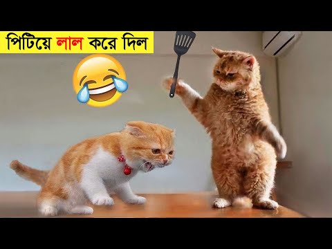 পশুদের মজার কর্মকান্ড ক্যামেরায় ধরা পড়া | Funny Animals Video 2022 (Part-11) | mayajaal