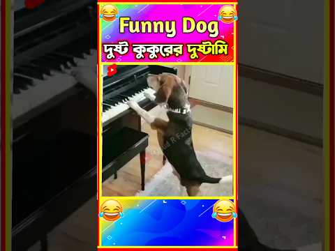 🤣 দুষ্ট কুকুরের দুষ্টামী😂 Part 5😂 হাস্যকর ঘটনা🤣 Funny Animal Bangla 😆 Funny Video #shorts