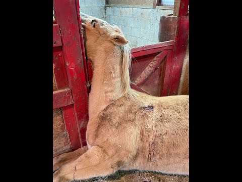 Who would shoot and kill a horse that helps young black kids with emotional issues?