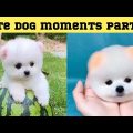 Cute dog moments Compilation Part 19| Funny dog videos in Bengali