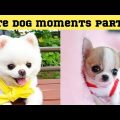 Cute dog moments Compilation Part 20| Funny dog videos in Bengali