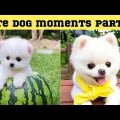 Cute dog moments Compilation Part 22| Funny dog videos in Bengali