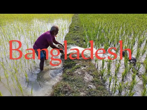 Villages of Bangladesh #travel #bangladesh #village #villagelife #villagevlog