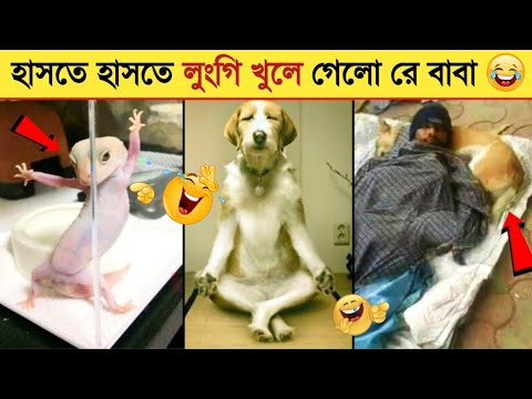 জীব-জন্তুদের মজাদার কান্ড কারখানা ক্যামেরায় ধরা পড়া। Animal Funny Video 2022। Animal Moments P-19