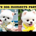 Cute dog moments Compilation Part 28| Funny dog videos in Bengali