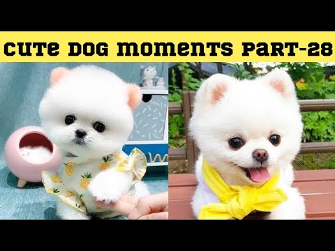 Cute dog moments Compilation Part 28| Funny dog videos in Bengali