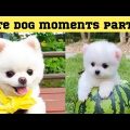Cute dog moments Compilation Part 27| Funny dog videos in Bengali