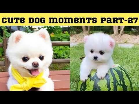 Cute dog moments Compilation Part 27| Funny dog videos in Bengali