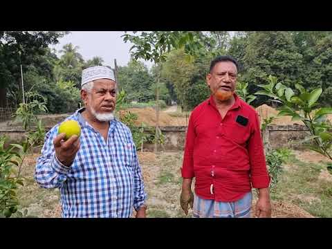 Malta Farming in Sylhet | Oranges Farming in Bangladesh