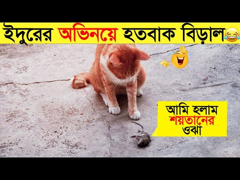 পশুদের মজার কর্মকান্ড ক্যামেরায় ধরা পড়া | Funny Animals Video 2023 (Part-12) | mayajaal