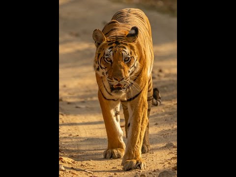 Founder Showcase Pitch | 3.5 Minute | Travelling Bangladesh | Shundorbon | Royal Bengal Tiger