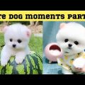Cute dog moments Compilation Part 36| Funny dog videos in Bengali
