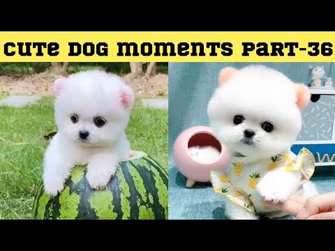 Cute dog moments Compilation Part 36| Funny dog videos in Bengali