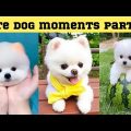 Cute dog moments Compilation Part 39| Funny dog videos in Bengali