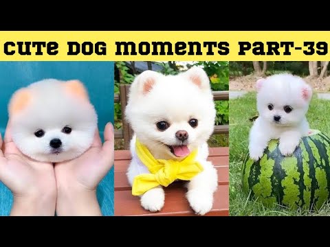 Cute dog moments Compilation Part 39| Funny dog videos in Bengali