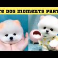 Cute dog moments Compilation Part 38| Funny dog videos in Bengali