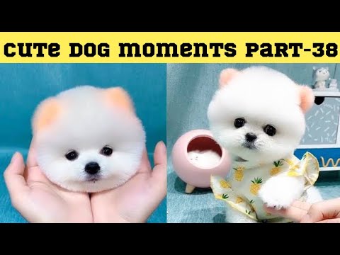 Cute dog moments Compilation Part 38| Funny dog videos in Bengali