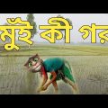 মুঁই কী গরু || Bangla Funny Video ||  Bangla Comedy Video || কালা মফিজ ||