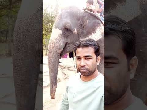 #elephant #সাফারিপার্ক  #shorts #shortvideo #travel #bangladesh #bangladesh #tour #elephantattack