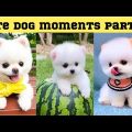 Cute dog moments Compilation Part 42| Funny dog videos in Bengali