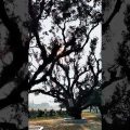 Art of tree😊 #shorts #trees #cinematic #videography #nature #bangladesh #travel #travelvlog