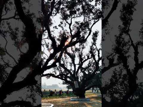 Art of tree😊 #shorts #trees #cinematic #videography #nature #bangladesh #travel #travelvlog