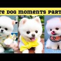 Cute dog moments Compilation Part 44| Funny dog videos in Bengali