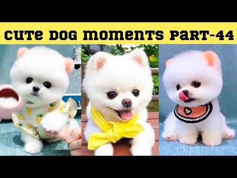 Cute dog moments Compilation Part 44| Funny dog videos in Bengali