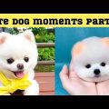 Cute dog moments Compilation Part 47| Funny dog videos in Bengali