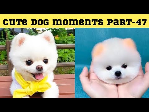 Cute dog moments Compilation Part 47| Funny dog videos in Bengali