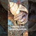 Hermit Crab peeking outside. #nature #ocean #crabs #travel #bangladesh #science #sciencefacts
