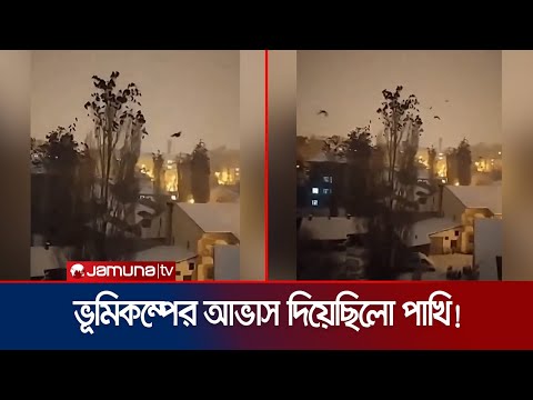 তুরস্কে ভূমিকম্প হবে আগেই টের পেয়েছিলো পাখি! ভিডিও ভাইরাল | Turkey Quake