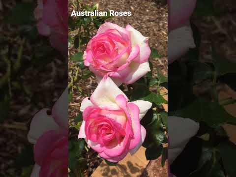 Australian Roses-lovely colour #nature #travel #bangladesh #australia #cruise #garden