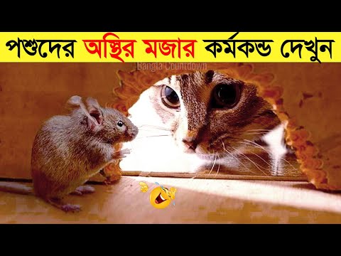 পশুদের মজার কর্মকান্ড ক্যামেরায় ধরা পড়া | Funny Animals Video 2023 (Part-13) | mayajaal