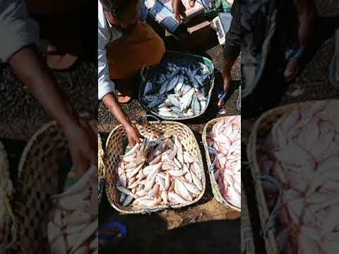 Fish with cawosi #travel #bangladesh #journey #ytshorts